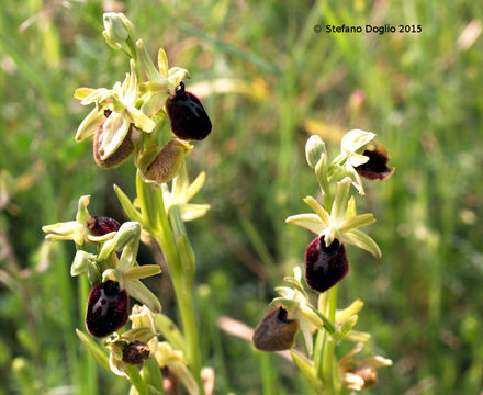 Image of <i>Ophrys tarentina</i>