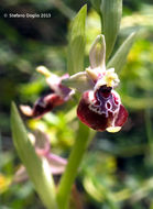 Image of Ophrys fuciflora subsp. oxyrrhynchos (Tod.) Soó