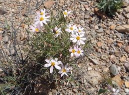 Image of Edwards' hole-in-the-sand plant