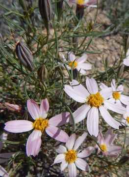 Слика од Nicolletia edwardsii A. Gray