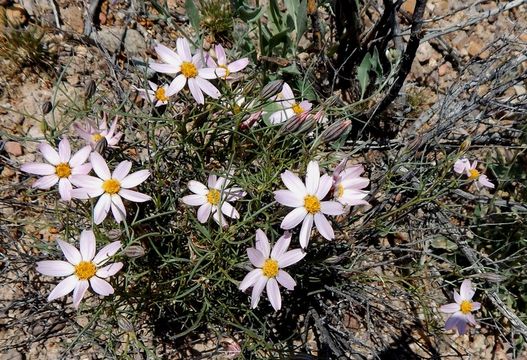 Слика од Nicolletia edwardsii A. Gray