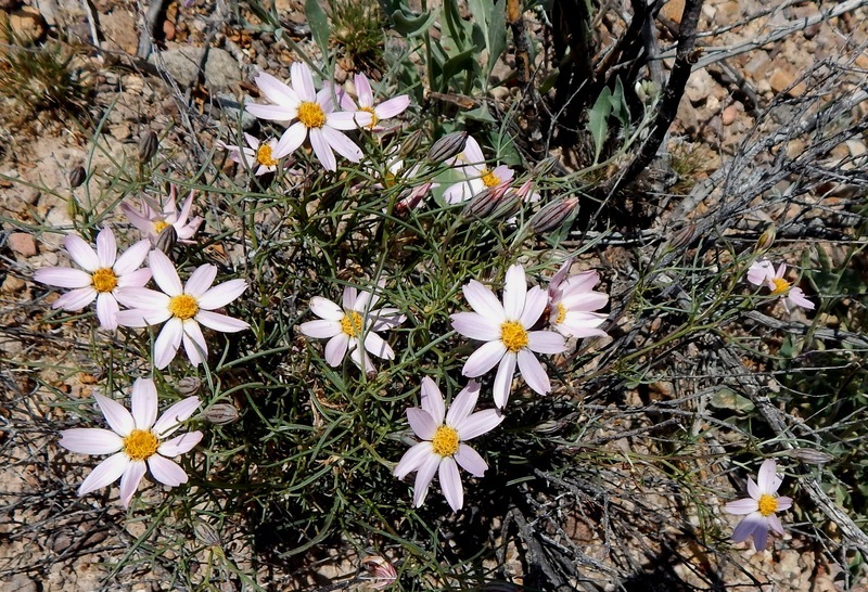 Image of Edwards' hole-in-the-sand plant