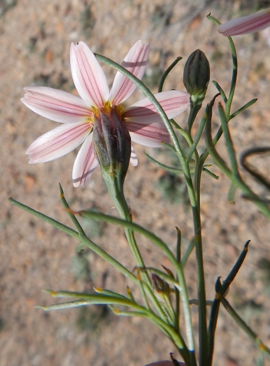 Image of Edwards' hole-in-the-sand plant