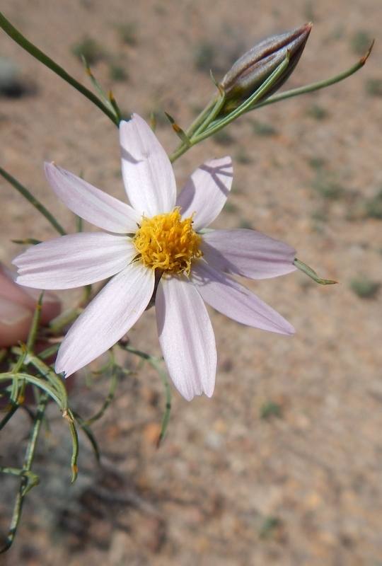 Image of Edwards' hole-in-the-sand plant