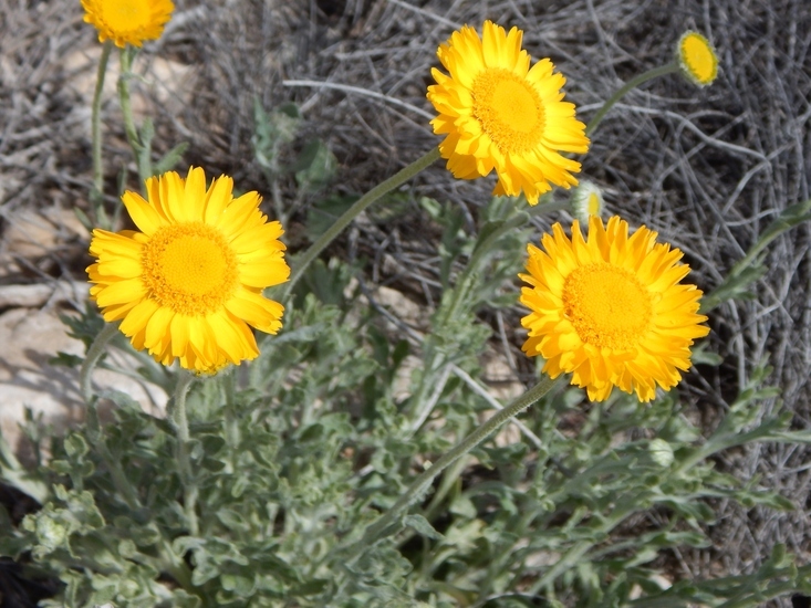 Image of desert marigold