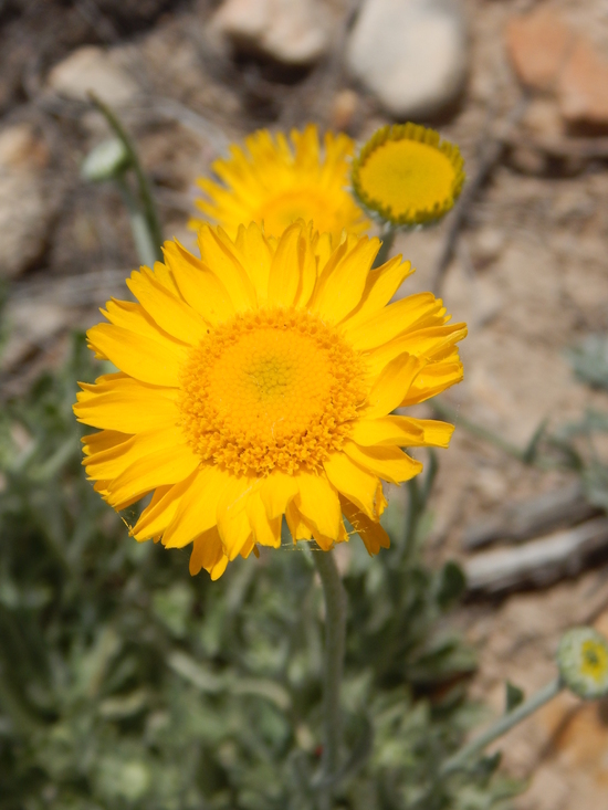 Image of desert marigold