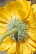 Image of desert marigold