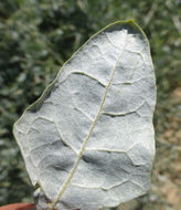 Image of big saltbush