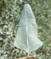 Image of big saltbush