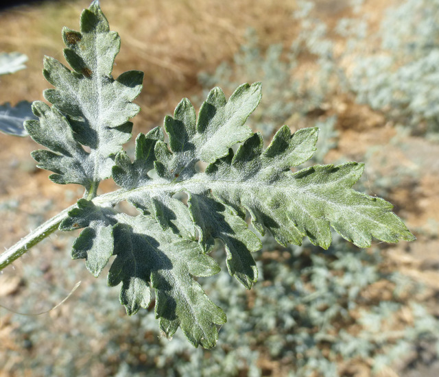 Image of flatspine bur ragweed