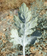 Image of flatspine bur ragweed