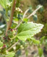 Image of <i>Chenopodium murale</i>