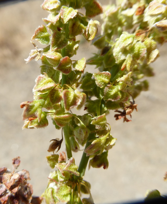 Image of California Willow Dock