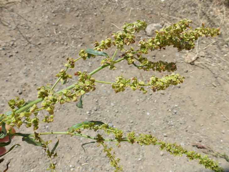 Imagem de Rumex salicifolius var. denticulatus Torr.