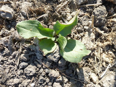 Image de Rumex stenophyllus Ledeb.