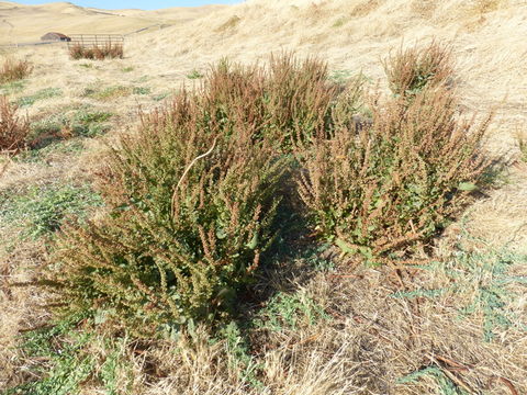 Rumex stenophyllus Ledeb. resmi