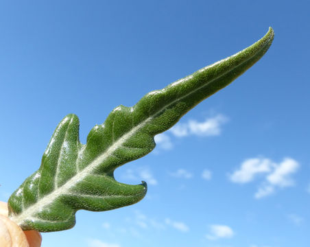 Image of Spiny Cockleburr