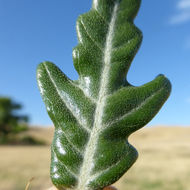 Image of Spiny Cockleburr