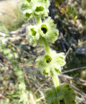 Слика од Stachys albens A. Gray