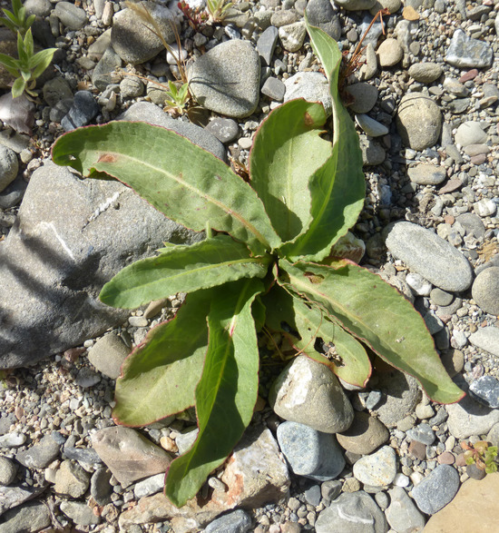 Image of California Willow Dock