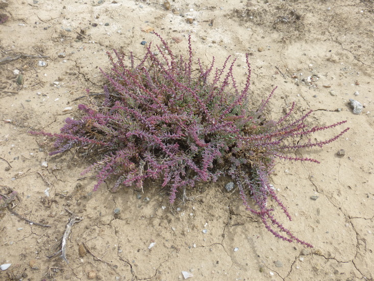 Image of Shrubby Seepweed