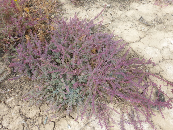 Image of Shrubby Seepweed