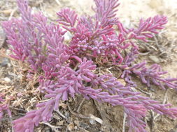 Image of Shrubby Seepweed