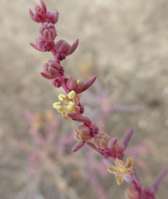 Image of Shrubby Seepweed