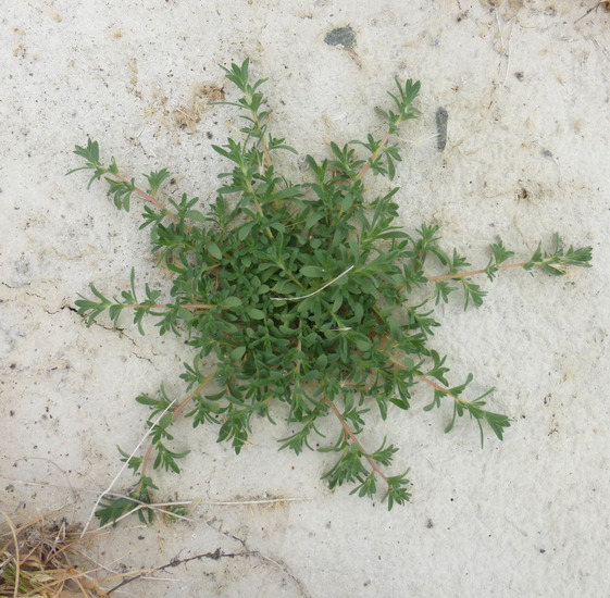 Image of Fivehorn Smotherweed