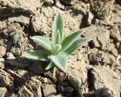 Image of vinegarweed