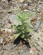 Trichostema lanceolatum Benth. resmi