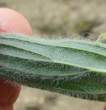 Trichostema lanceolatum Benth. resmi