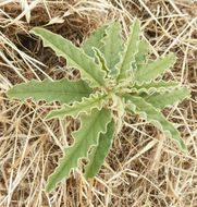 Image of silverleaf nightshade