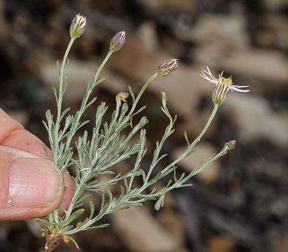 Plancia ëd Chaetopappa ericoides (Torr.) G. L. Nesom