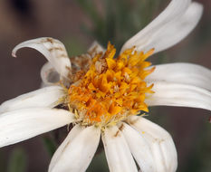 Image de Chaetopappa ericoides (Torr.) G. L. Nesom