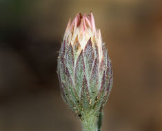 Image de Chaetopappa ericoides (Torr.) G. L. Nesom