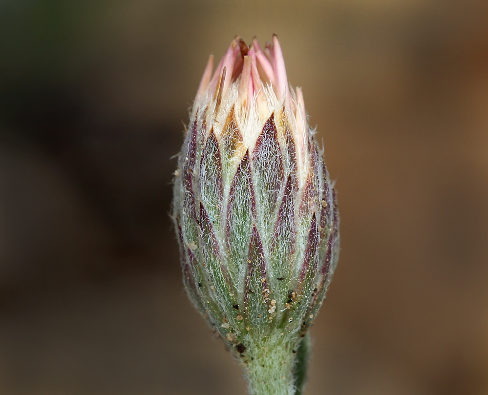 Plancia ëd Chaetopappa ericoides (Torr.) G. L. Nesom