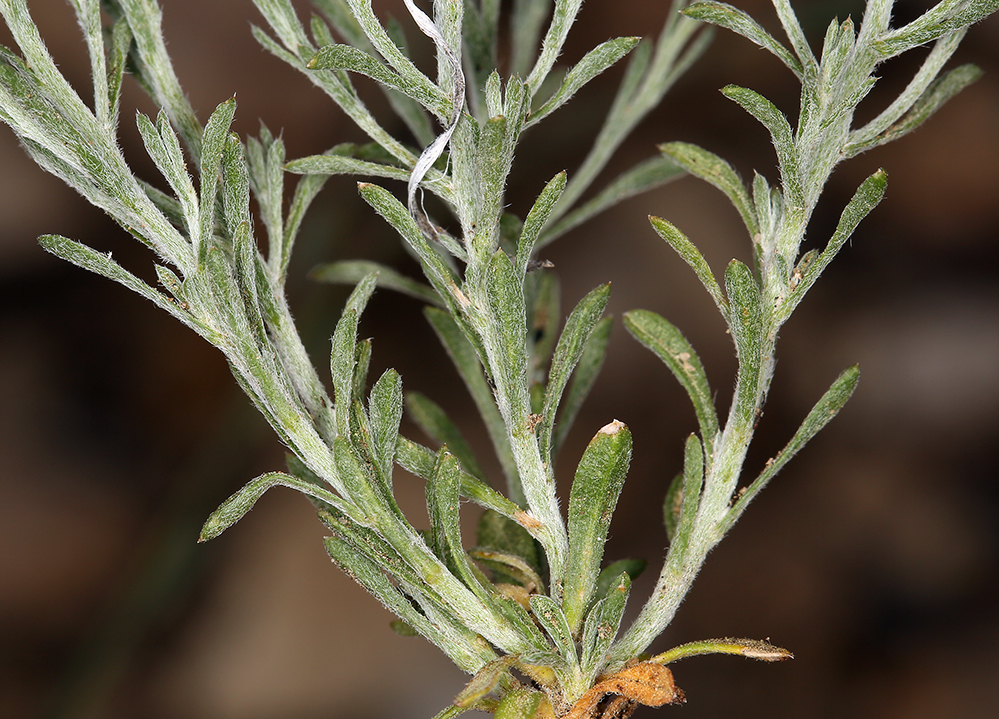 Plancia ëd Chaetopappa ericoides (Torr.) G. L. Nesom