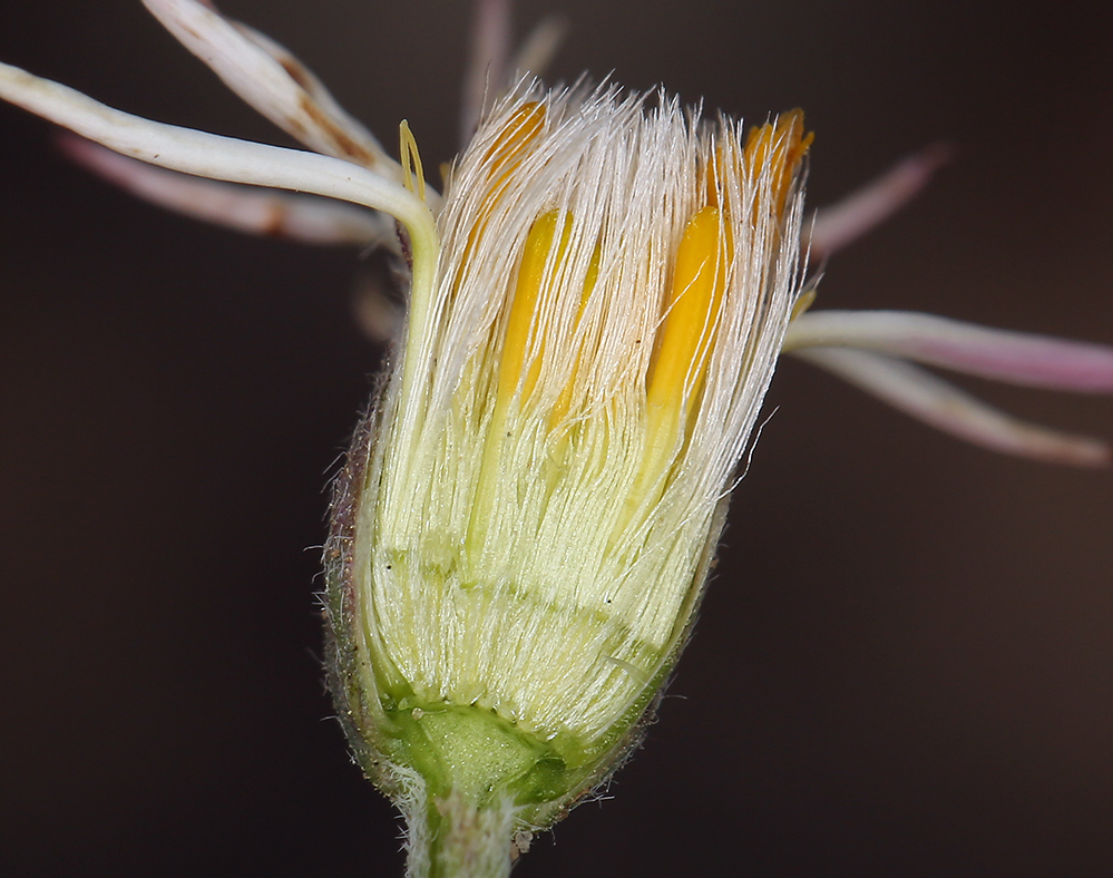 Image de Chaetopappa ericoides (Torr.) G. L. Nesom