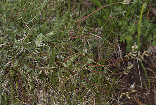 Image of blue nodding locoweed