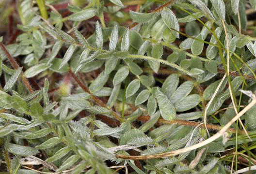 Oxytropis deflexa subsp. sericea (Pall.) DC. resmi