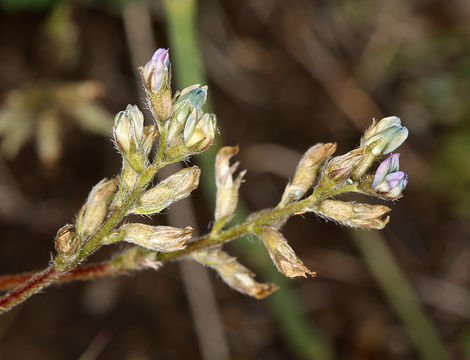 Oxytropis deflexa subsp. sericea (Pall.) DC. resmi