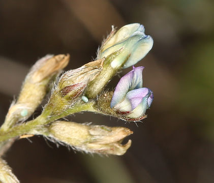 Oxytropis deflexa subsp. sericea (Pall.) DC. resmi