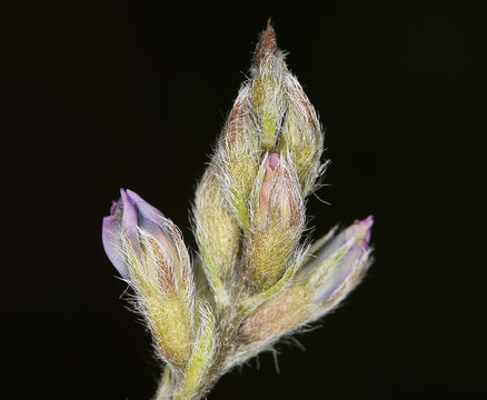 Image of blue nodding locoweed