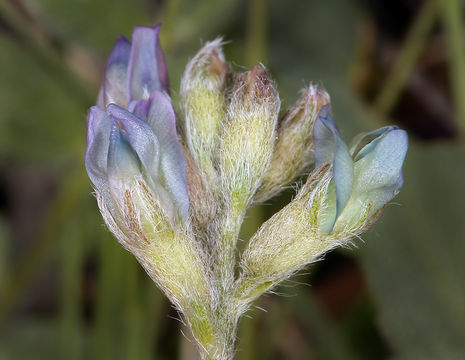 Oxytropis deflexa subsp. sericea (Pall.) DC. resmi