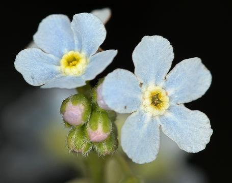 Image of Poison Canyon stickseed