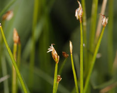 Image of Rolland's bulrush