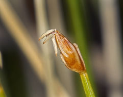 Plancia ëd Trichophorum pumilum (Vahl) Schinz & Thell.