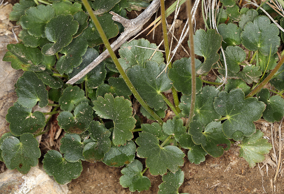 Image of littleleaf alumroot