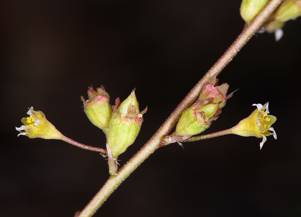 Image of littleleaf alumroot